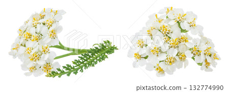 fresh yarrow flowers isolated on white background fresh yarrow flowers isolated on white background 132774990