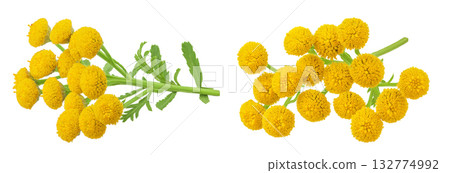 Tansy flower or Tanacetum vulgare isolated on white background Tansy flower or Tanacetum vulgare isolated on white background 132774992