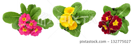 pink, red and yellow primrose isolated on white background. Top view. Flat lay 132775027