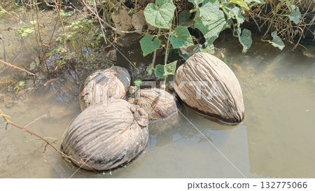 Dry coconuts piled up in the water 132775066