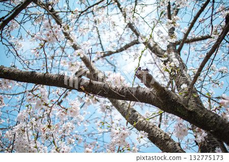 Yoshino cherry tree in full bloom 132775173