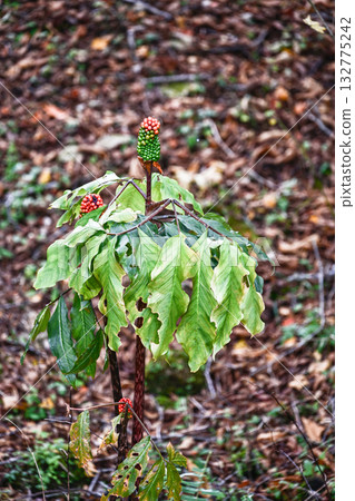 蛭草秋季結果 132775242
