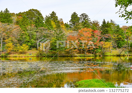 Autumn scenery of Chausuyama Plateau (Aichi Prefecture) Autumn scenery of Chausuyama Plateau (Aichi Prefecture) 132775272