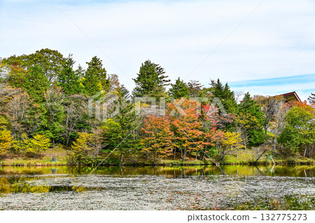Autumn scenery of Chausuyama Plateau (Aichi Prefecture) Autumn scenery of Chausuyama Plateau (Aichi Prefecture) 132775273
