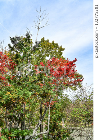 Autumn scenery of Chausuyama Plateau (Aichi Prefecture) 132775281