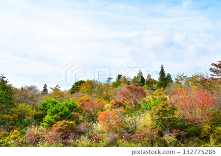 Autumn scenery of Chausuyama Plateau (Aichi Prefecture) 132775286