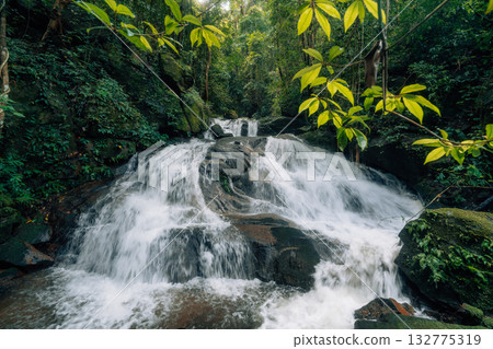 Waterfall in the rainforest along mossy rocks amidst the lush green trees of the forest. 132775319