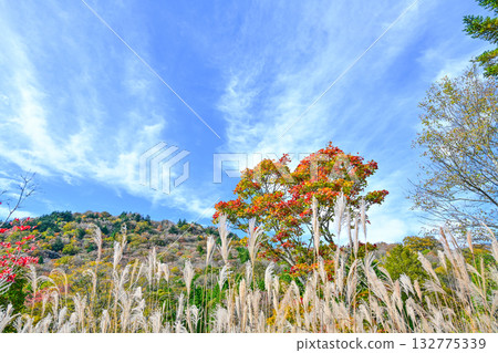 Autumn scenery of Chausuyama Plateau (Aichi Prefecture) Autumn scenery of Chausuyama Plateau (Aichi Prefecture) 132775339