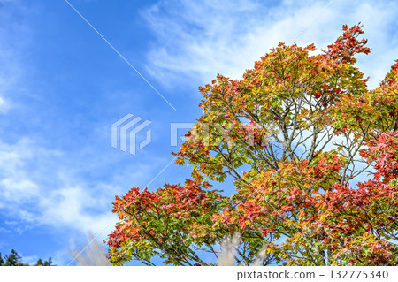 秋須山高原（愛知縣）的秋景 132775340