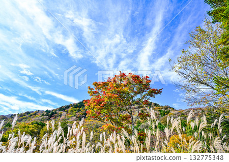 Autumn scenery of Chausuyama Plateau (Aichi Prefecture) 132775348