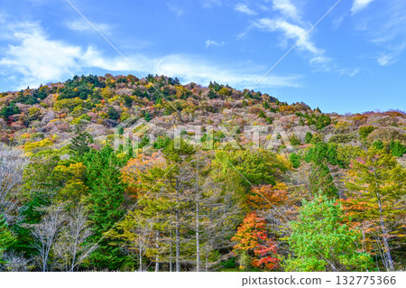 Autumn scenery of Chausuyama Plateau (Aichi Prefecture) 132775366