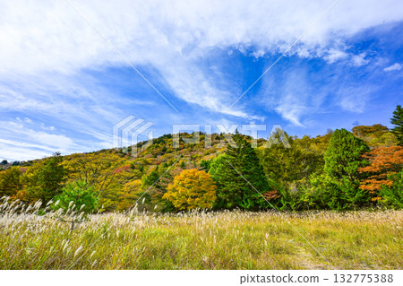 秋須山高原（愛知縣）的秋景 132775388