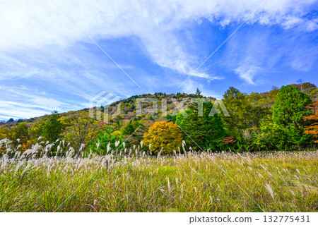 Autumn scenery of Chausuyama Plateau (Aichi Prefecture) Autumn scenery of Chausuyama Plateau (Aichi Prefecture) 132775431