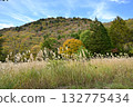Autumn scenery of Chausuyama Plateau (Aichi Prefecture) Autumn scenery of Chausuyama Plateau (Aichi Prefecture) 132775434