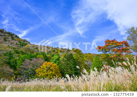 Autumn scenery of Chausuyama Plateau (Aichi Prefecture) Autumn scenery of Chausuyama Plateau (Aichi Prefecture) 132775439
