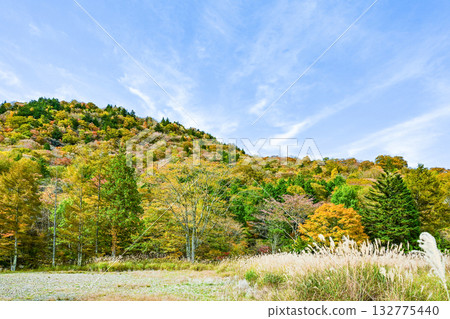 Autumn scenery of Chausuyama Plateau (Aichi Prefecture) Autumn scenery of Chausuyama Plateau (Aichi Prefecture) 132775440