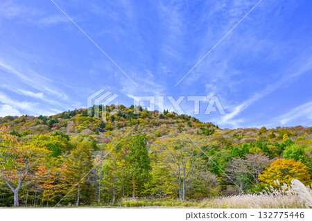 Autumn scenery of Chausuyama Plateau (Aichi Prefecture) 132775446