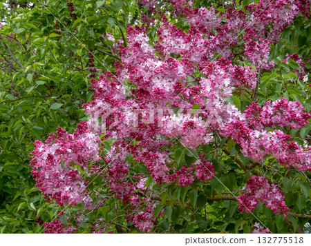Blooming vivid purplish-pink lilac bush in garden. Syringa vulgaris plant Blooming vivid purplish-pink lilac bush in garden. Syringa vulgaris plant 132775518