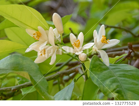 Citrus sinensis flowering plant. Orange Tree Blossoms. White Citrus Flowers. Citrus sinensis flowering plant. Orange Tree Blossoms. White Citrus Flowers. 132775529