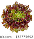 Fresh Organic Red and Green Mixed Salad Greens. 132775692