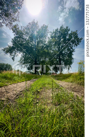 A Serene Country Pathway That Winds Through Lush Greenery Under the Bright Sunlight A Serene Country Pathway That Winds Through Lush Greenery Under the Bright Sunlight 132775738