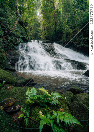 Waterfall in the rainforest along mossy rocks amidst the lush green trees of the forest. Waterfall in the rainforest along mossy rocks amidst the lush green trees of the forest. 132775759