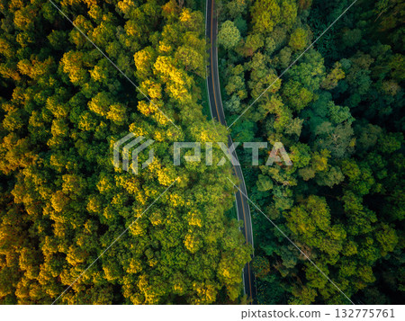 Forest road,Green and gold forest with roads through it, transportation and new beginnings Forest road,Green and gold forest with roads through it, transportation and new beginnings 132775761