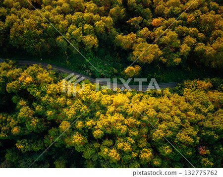 Forest road,Green and gold forest with roads through it, transportation and new beginnings 132775762
