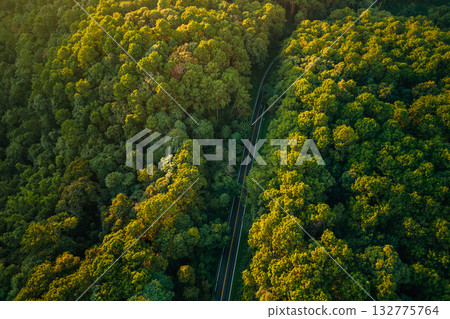 Forest road,Green and gold forest with roads through it, transportation and new beginnings 132775764