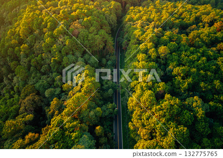 Forest road,Green and gold forest with roads through it, transportation and new beginnings Forest road,Green and gold forest with roads through it, transportation and new beginnings 132775765