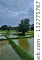 Green Rice Fields Under Cloudy Sky - Vertical 132775767