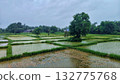 Green Rice Fields Under Cloudy Sky - Horizontal 132775768
