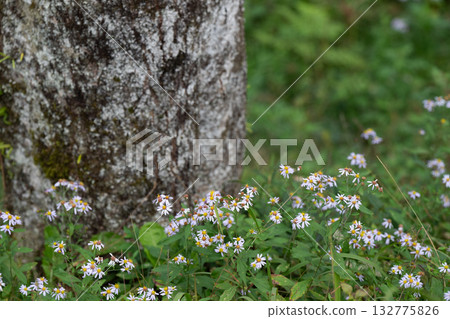 白花 白花 132775826