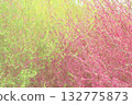Two-colored kochia green-pink 132775873