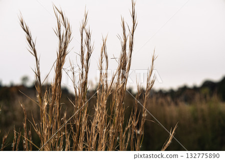 Withered Susuki 132775890