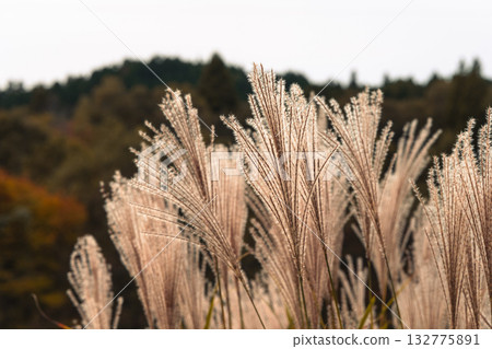 Susuki swaying in the wind Susuki swaying in the wind 132775891