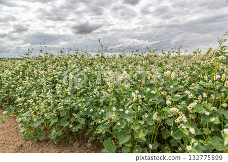 Close up of flowers of buckwheat. Blooming buckwheat field Close up of flowers of buckwheat. Blooming buckwheat field 132775899