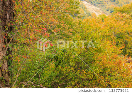 湯澤高原全景公園阿爾卑斯之裡 132775921