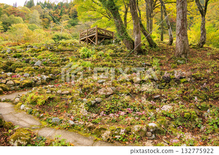 湯澤高原全景公園阿爾卑斯之裡 132775922