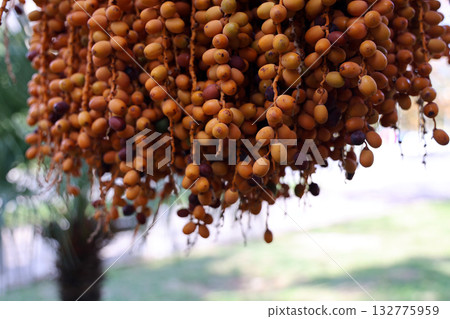 Bunches of ripe dates hanging from a palm tree in a sunny outdoor setting during the afternoon Bunches of ripe dates hanging from a palm tree in a sunny outdoor setting during the afternoon 132775959