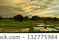 Rice Field at Sunset Time 132775984