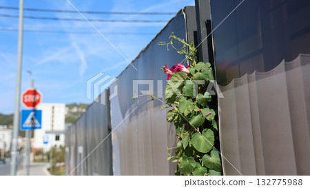 Morning glory flowers climbing on a fence in an urban setting, with a stop sign and buildings in the background, vibrant colors and bright sunlight, outdoor nature scene 132775988