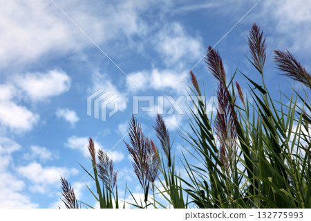 Pampas grass plumes against a blue sky with fluffy clouds, nature background, outdoor scene, summer vibes, natural light, beauty in nature, peaceful scene, copy space 132775993