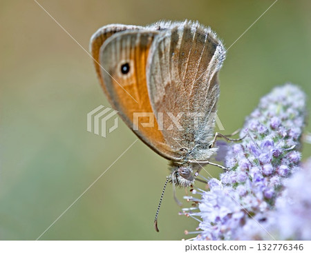 Small heath (Coenonympha pamphilus), Greece 132776346