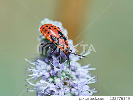 Spilostethus saxatilis is a species of bugs belonging to the family Lygaeidae, Greece Spilostethus saxatilis is a species of bugs belonging to the family Lygaeidae, Greece 132776349