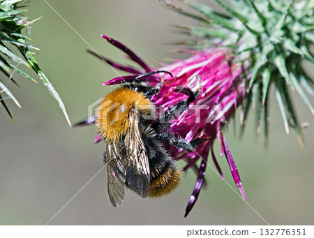 Bombus pascuorum, the common carder bee, is a species of bumblebee, Greece Bombus pascuorum, the common carder bee, is a species of bumblebee, Greece 132776351