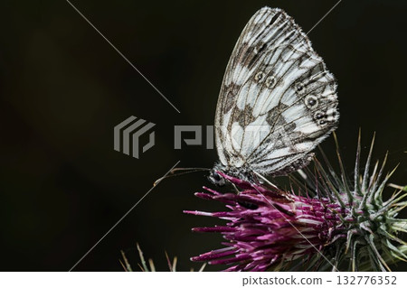 Marbled White - Melanargia galathea, Greece Marbled White - Melanargia galathea, Greece 132776352