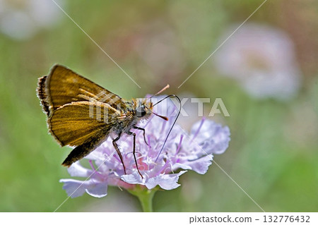 Lulworth skipper (Thymelicus acteon) is a butterfly of the family Hesperiidae, Greece Lulworth skipper (Thymelicus acteon) is a butterfly of the family Hesperiidae, Greece 132776432