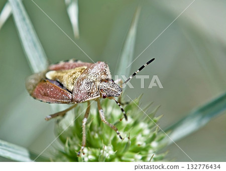 Dolycoris baccarum, the sloe bug, is a species of shield bug in the family Pentatomidae, Greece Dolycoris baccarum, the sloe bug, is a species of shield bug in the family Pentatomidae, Greece 132776434