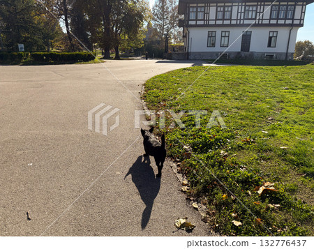 Dog walking alone along a sunny path near historic building. Solitude, simplicity, and gentle rhythm of everyday life in autumn light. 132776437